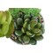 Monarch Specialties Artificial Plant 7" Tall Succulent, Indoor, Faux, Fake, Table, Greenery, Potted Set Of 2, Decorative I 9588 - alternate 5